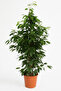 Ficus Benjamina or Weeping Fig 100-120 CM