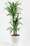 Dracaena-Warneckii 100-110 CM