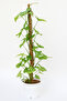Syngonium Stick