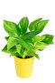 Fresh Pot Money Plant 15-30 CM