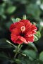 Hibiscus Indoor Plant - 50-60 CM Red - 3