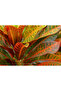Codiaeum Croton Petra - 50-55 CM - 3