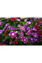 Box of 24 Vinca Rosea Plants 5-8 CM - 3