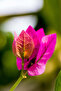 Bougainvillea Plant 60-80 CM - 4