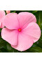 Vinca's in Hanging pot 10-15 CM - 2