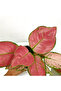 Aglaonema Pink 25- 30 CM - 4