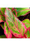 Aglaonema Pink Siam 25- 30 CM - 2