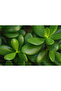 Jade Plant (Crassula Ovata) - Lucky Plant - 2