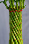 Spiral Lucky Bamboo 20-30 - 3