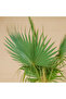 Washingtonia Robusta - 4