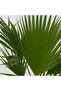 Washingtonia Robusta - 3