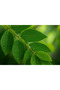 Karri Patta or Curry Plant - 50-60 CM - 2