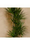 Dracaena Marginata 3PP Pot size 21 CM, height 100-110 CM - 3