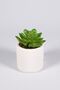 Set of 3 Cactus in White Ceramic Pot (SUCULENT CACTUS TYPES VARY) - 3