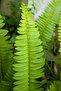 Nephrolepis Fresh Plants | 12 CM Pot, 20 CM - 2
