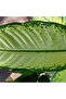 Plant- Dieffenbachia Seguine 'Tropic Snow' 50-60 CM - 2