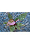 Philodendron Pink Princess/35-45 CM - 5