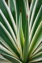 Variegated Agave 30-40 CM - 3