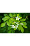 Jasmine Murraya Plant 50-60 CM - 3