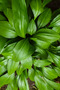 Dracaena Janet Craig - Fresh Indoor Plants-100-110CM - 4