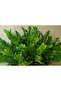 Zamioculcas Zamiifolia or ZZ Plant - 30-40 CM - 3