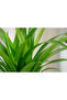 Chlorophytum Lemon 30CM - 2