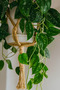Scindapsus Plant in 25-30 CM Hanging Pot - 4