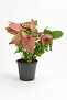 Syngonium Neon Small
