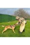 Handmade-Tactical Protection-Hunting-K9 Chest Harness. Write Us the Dog's Measurements as Answer to the Question