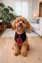Plaid Tuxedo Scarf for Cats and Small Breed Dogs - 3