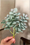 صبار صناعي حقيقي - 5