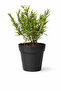 Herb Plant Combo : 1 Rosemary, 1 Persian Basil, 1 Tulsi Basil & 1 Mint Plant - 2