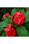 Euphorbia Plant - 30-35 CM - 2