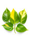 Epipremnum Aureum or Gold Neon Pothos 30CM - 2