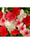 Box of 24 Vinca Rosea Plants 5-8 CM - 4