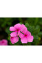 Vinca's in Hanging pot 10-15 CM - 3