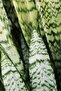 Sansevieria Moonlight - 3