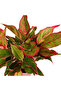 Aglaonema Pink Siam 25- 30 CM - 3
