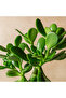 Jade Plant (Crassula Ovata) - Lucky Plant - 4