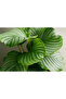Calathea Orbifolia - Lush 30- 40 CM - 2