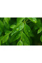 Karri Patta or Curry Plant - 50-60 CM - 5