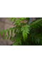 Karri Patta or Curry Plant - 50-60 CM - 4
