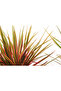 Dracaena Marginata 3PP Pot size 21 CM, height 100-110 CM - 4