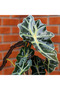 Alocasia Polly 25-30 CM - 4