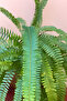 Nephrolepis Fresh Plants | 12 CM Pot, 20 CM - 3