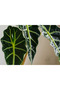 Alocasia Polly 25-30 CM - 2