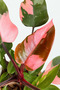 Philodendron Pink Princess/35-45 CM - 2