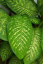Plant- Dieffenbachia Seguine 'Tropic Snow' 50-60 CM - 4