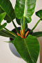 Philodendron Imperial Green - 3