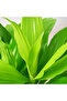 Dracaena lime Pale Green - Fresh/Live Indoor Plants-100-110CM - 4